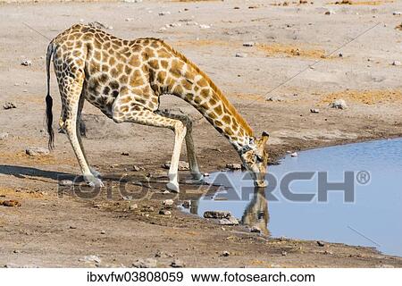 "Giraffe (Giraffa camelopardis) drinking at Chudob waterhole, Etosha National Park, Namibia, Africa" View Large Photo Image Stock Photo - "Giraffe (Giraffa camelopardis) drinking at Chudob waterhole, Etosha National Park, Namibia, Africa". Fotosearch
