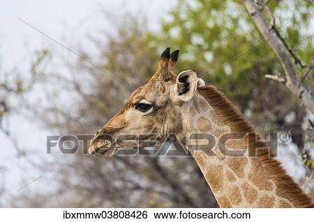 "Giraffe (Giraffa camelopardis), portrait, Etosha National Park, Namibia, Africa" View Large Photo Image Stock Photograph - "Giraffe (Giraffa camelopardis), portrait, Etosha National Park, Namibia, Africa". Fotosearch