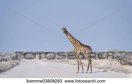 Stock Image - "Giraffe (Giraffa camelopardis) walking across the street, Etosha National Park, Namibia, Africa". Fotosearch