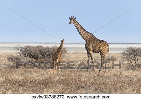 "Giraffe (Giraffa camelopardis) with a calf, Etosha salt pan, Etosha National Park, Namibia, Africa" View Large Photo Image Stock Image - "Giraffe (Giraffa camelopardis) with a calf, Etosha salt pan, Etosha National Park, Namibia, Africa". Fotosearch