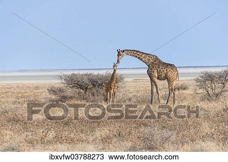 "Giraffe (Giraffa camelopardis) with a calf, Etosha salt pan, Etosha National Park, Namibia, Africa" View Large Photo Image Stock Image - "Giraffe (Giraffa camelopardis) with a calf, Etosha salt pan, Etosha National Park, Namibia, Africa". Fotosearch