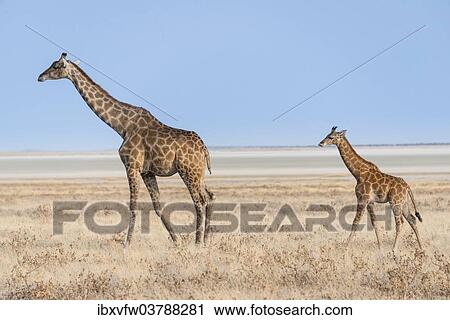 "Giraffe (Giraffa camelopardis) with a calf, Etosha salt pan, Etosha National Park, Namibia, Africa" View Large Photo Image Stock Image - "Giraffe (Giraffa camelopardis) with a calf, Etosha salt pan, Etosha National Park, Namibia, Africa". Fotosearch