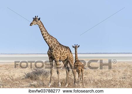 "Giraffe (Giraffa camelopardis) with a calf, Etosha salt pan, Etosha National Park, Namibia, Africa" View Large Photo Image Stock Photo - "Giraffe (Giraffa camelopardis) with a calf, Etosha salt pan, Etosha National Park, Namibia, Africa". Fotosearch