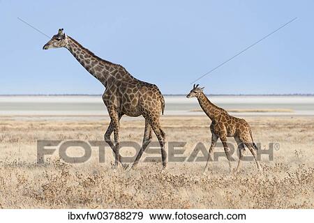 "Giraffe (Giraffa camelopardis) with a calf, Etosha salt pan, Etosha National Park, Namibia, Africa" View Large Photo Image Stock Photo - "Giraffe (Giraffa camelopardis) with a calf, Etosha salt pan, Etosha National Park, Namibia, Africa". Fotosearch