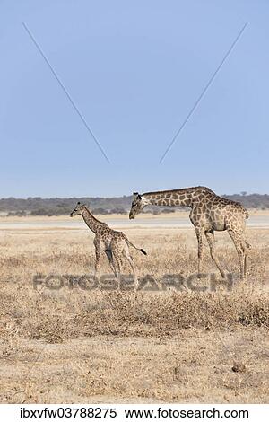 "Giraffe (Giraffa camelopardis) with a calf, Etosha National Park, Namibia, Africa" View Large Photo Image Stock Photography - "Giraffe (Giraffa camelopardis) with a calf, Etosha National Park, Namibia, Africa". Fotosearch