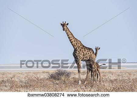 Picture - "Giraffe (Giraffa camelopardis) with young standing in the dry grass land, Etosha Pan, Etosha National Park, Namibia, Africa". Fotosearch