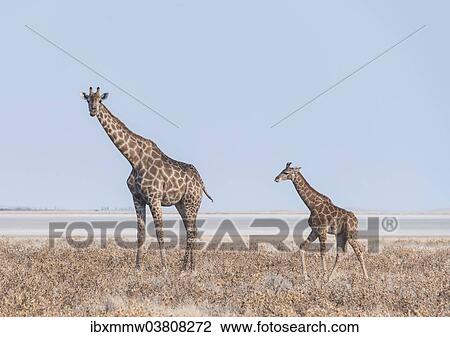 Stock Image - "Giraffe (Giraffa camelopardis) with young standing in the dry grass land, Etosha Pan, Etosha National Park, Namibia, Africa". Fotosearch