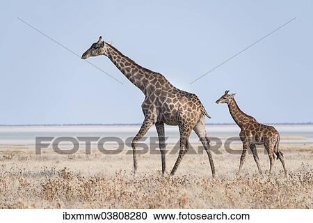 Stock Image - "Giraffe (Giraffa camelopardis) with young standing in the dry grass land, Etosha Pan, Etosha National Park, Namibia, Africa". Fotosearch