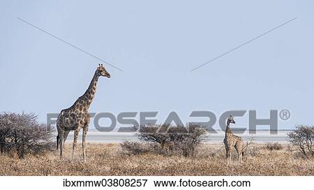 "Giraffe (Giraffa camelopardis) with young standing next to bushes, Etosha National Park, Namibia, Africa" View Large Photo Image Stock Photo - "Giraffe (Giraffa camelopardis) with young standing next to bushes, Etosha National Park, Namibia, Africa". Fotosearch
