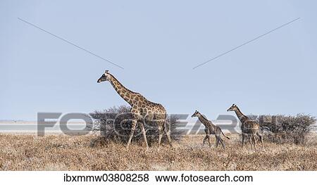 "Giraffe (Giraffa camelopardis) with two young in front of bushes, Etosha Pan, Etosha National Park, Namibia, Africa" View Large Photo Image Stock Photo - "Giraffe (Giraffa camelopardis) with two young in front of bushes, Etosha Pan, Etosha National Park, Namibia, Africa". Fotosearch