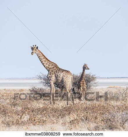 "Giraffe (Giraffa camelopardis) with young standing next to bushes, Etosha Pan, Etosha National Park, Namibia, Africa" View Large Photo Image Stock Photo - "Giraffe (Giraffa camelopardis) with young standing next to bushes, Etosha Pan, Etosha National Park, Namibia, Africa". Fotosearch