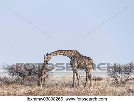 "Giraffe (Giraffa camelopardis) with young standing next to bushes, Etosha Pan, Etosha National Park, Namibia, Africa" View Large Photo Image Stock Photograph - "Giraffe (Giraffa camelopardis) with young standing next to bushes, Etosha Pan, Etosha National Park, Namibia, Africa". Fotosearch