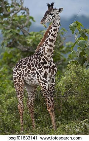 "Giraffe (Giraffa carmeopardalis), Arusha National Park, Tanzania, Africa" View Large Photo Image Stock Image - "Giraffe (Giraffa carmeopardalis), Arusha National Park, Tanzania, Africa". Fotosearch