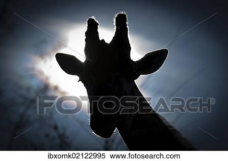 "Giraffe head, Reticulated Giraffe (Giraffa camelopardalis reticulata), with backlighting, captive" View Large Photo Image Stock Photography - "Giraffe head, Reticulated Giraffe (Giraffa camelopardalis reticulata), with backlighting, captive". Fotosearch