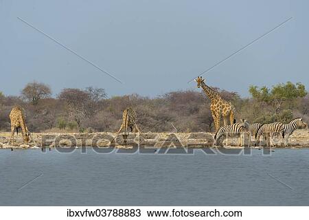 "Giraffes and zebras at the waterhole, Giraffe (Giraffa camelopardis) and Burchell's Zebra (Equus quagga burchellii), Klein Namutoni waterhole, Etosha National Park, Namibia, Africa" View Large Photo Image Stock Image - "Giraffes and zebras at the waterhole, Giraffe (Giraffa camelopardis) and Burchell's Zebra (Equus quagga burchellii), Klein Namutoni waterhole, Etosha National Park, Namibia, Africa". Fotosearch