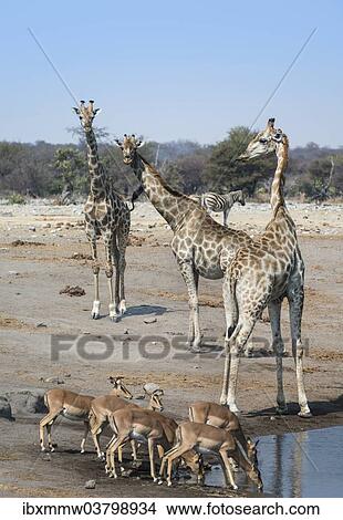 "Giraffes (Giraffa camelopardalis) and Aepyceros melampus petersi) at the Chudob waterhole, Etosha National Park, Namibia, Africa" View Large Photo Image Picture - "Giraffes (Giraffa camelopardalis) and Aepyceros melampus petersi) at the Chudob waterhole, Etosha National Park, Namibia, Africa". Fotosearch