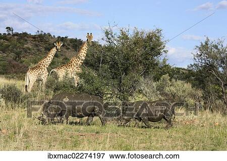 Stock Photo - "Giraffes (Giraffa camelopardalis) and White or Square-lipped Rhinoceroses (Ceratotherium simum), Namibia, Africa". Fotosearch