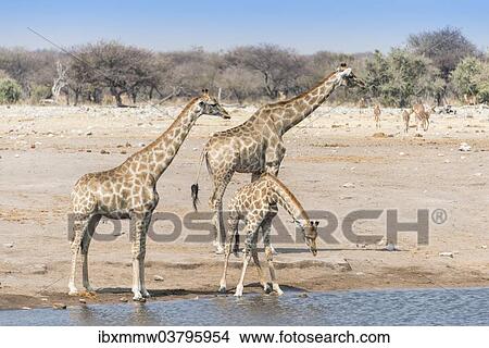 Picture - "Giraffes (Giraffa camelopardalis) at the Chudob waterhole, Etosha National Park, Namibia, Africa". Fotosearch