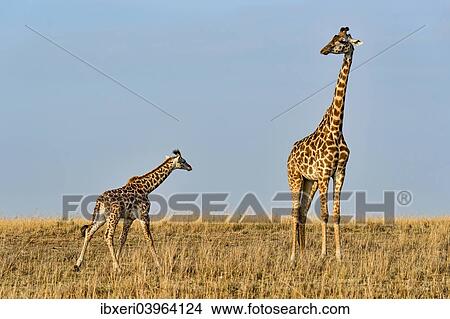 "Giraffes (Giraffa camelopardalis), adult female with calf, Maasai Mara National Reserve, Kenya, Africa" View Large Photo Image Picture - "Giraffes (Giraffa camelopardalis), adult female with calf, Maasai Mara National Reserve, Kenya, Africa". Fotosearch