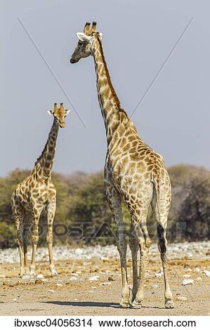 "Giraffes (Giraffa camelopardalis), Etosha National Park, Namibia, Africa" View Large Photo Image Picture - "Giraffes (Giraffa camelopardalis), Etosha National Park, Namibia, Africa". Fotosearch