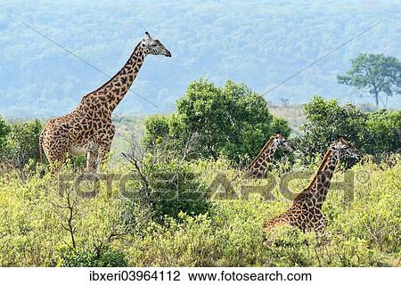 "Giraffes (Giraffa camelopardalis), Arusha, Tanzania, Africa" View Large Photo Image Stock Image - "Giraffes (Giraffa camelopardalis), Arusha, Tanzania, Africa". Fotosearch