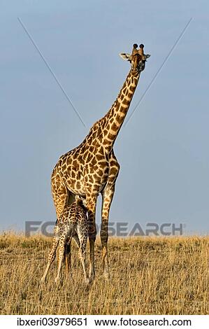 "Giraffes (Giraffa camelopardalis), adult female with young suckling, Maasai Mara National Reserve, Kenya, Africa" View Large Photo Image Stock Image - "Giraffes (Giraffa camelopardalis), adult female with young suckling, Maasai Mara National Reserve, Kenya, Africa". Fotosearch