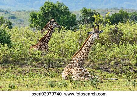 "Giraffes (Giraffa camelopardalis), lying down in scrubland, Arusha Region, Tanzania, Africa" View Large Photo Image Stock Image - "Giraffes (Giraffa camelopardalis), lying down in scrubland, Arusha Region, Tanzania, Africa". Fotosearch