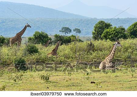 "Giraffes (Giraffa camelopardalis), Arusha Region, Tanzania, Africa" View Large Photo Image Stock Image - "Giraffes (Giraffa camelopardalis), Arusha Region, Tanzania, Africa". Fotosearch