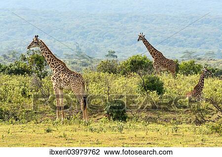 "Giraffes (Giraffa camelopardalis), Arusha Region, Tanzania, Africa" View Large Photo Image Stock Image - "Giraffes (Giraffa camelopardalis), Arusha Region, Tanzania, Africa". Fotosearch