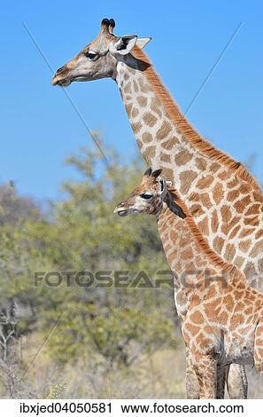 "Giraffes (Giraffa camelopardalis), adult and young standing in dry grass, Etosha National Park, Namibia, Africa" View Large Photo Image Stock Image - "Giraffes (Giraffa camelopardalis), adult and young standing in dry grass, Etosha National Park, Namibia, Africa". Fotosearch