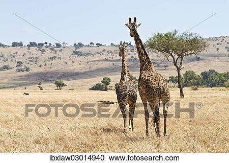 "Giraffes (Giraffa camelopardalis), Masai Mara, Rift Valley Province, Kenya, Africa" View Large Photo Image Stock Image - "Giraffes (Giraffa camelopardalis), Masai Mara, Rift Valley Province, Kenya, Africa". Fotosearch
