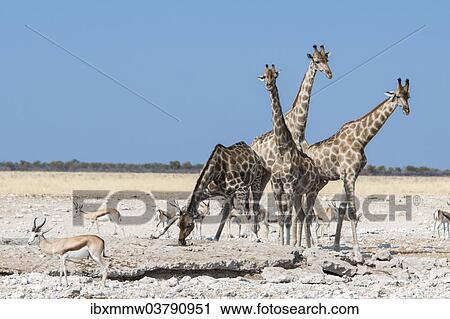 "Giraffes (Giraffa camelopardalis), Etosha National Park, Namibia, Africa" View Large Photo Image Stock Image - "Giraffes (Giraffa camelopardalis), Etosha National Park, Namibia, Africa". Fotosearch