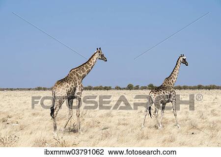 Stock Image - "Giraffes (Giraffa camelopardalis), Etosha National Park, Namibia, Africa". Fotosearch