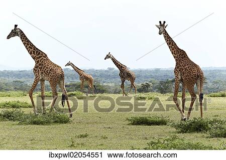 "Giraffes (Giraffa camelopardalis), Serengeti, Tanzania, Africa" View Large Photo Image Stock Image - "Giraffes (Giraffa camelopardalis), Serengeti, Tanzania, Africa". Fotosearch