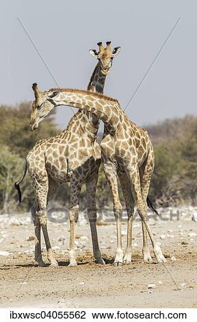 "Giraffes (Giraffa camelopardalis), Etosha National Park, Namibia, Africa" View Large Photo Image Stock Image - "Giraffes (Giraffa camelopardalis), Etosha National Park, Namibia, Africa". Fotosearch
