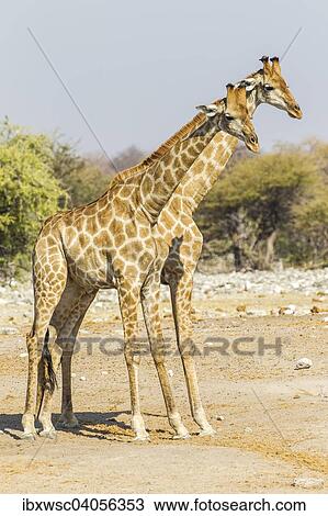 "Giraffes (Giraffa camelopardalis), Etosha National Park, Namibia, Africa" View Large Photo Image Stock Image - "Giraffes (Giraffa camelopardalis), Etosha National Park, Namibia, Africa". Fotosearch