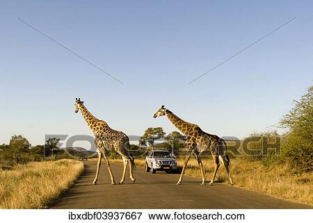"Giraffes (Giraffa camelopardalis) crossing a road, a jeep at the back, Kruger National Park, South Africa, Africa" View Large Photo Image Stock Photo - "Giraffes (Giraffa camelopardalis) crossing a road, a jeep at the back, Kruger National Park, South Africa, Africa". Fotosearch