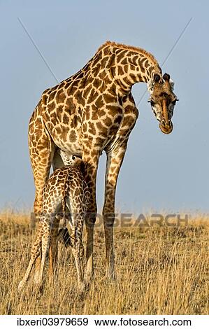 "Giraffes (Giraffa camelopardalis) adult female with young suckling, Maasai Mara National Reserve, Kenya, Africa" View Large Photo Image Stock Photo - "Giraffes (Giraffa camelopardalis) adult female with young suckling, Maasai Mara National Reserve, Kenya, Africa". Fotosearch