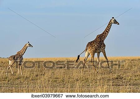 "Giraffes (Giraffa camelopardalis), adult female with young, Maasai Mara National Reserve, Kenya, Africa" View Large Photo Image Stock Photo - "Giraffes (Giraffa camelopardalis), adult female with young, Maasai Mara National Reserve, Kenya, Africa". Fotosearch