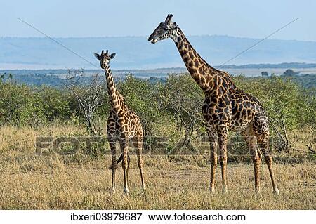 Stock Photo - "Giraffes (Giraffa camelopardalis), Maasai Mara National Reserve, Kenya, Africa". Fotosearch