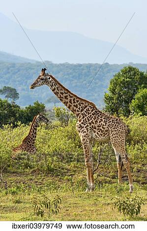 "Giraffes (Giraffa camelopardalis), Arusha Region, Tanzania, Africa" View Large Photo Image Stock Photo - "Giraffes (Giraffa camelopardalis), Arusha Region, Tanzania, Africa". Fotosearch