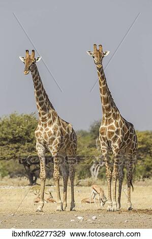 "Giraffes (Giraffa camelopardalis), Etosha National Park, Namibia, Africa" View Large Photo Image Stock Photo - "Giraffes (Giraffa camelopardalis), Etosha National Park, Namibia, Africa". Fotosearch