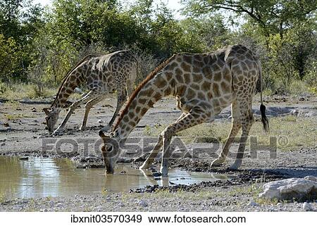 "Giraffes (Giraffa camelopardalis) drinking at a waterhole, Etosha National Park, Namibia, Africa" View Large Photo Image Stock Photo - "Giraffes (Giraffa camelopardalis) drinking at a waterhole, Etosha National Park, Namibia, Africa". Fotosearch