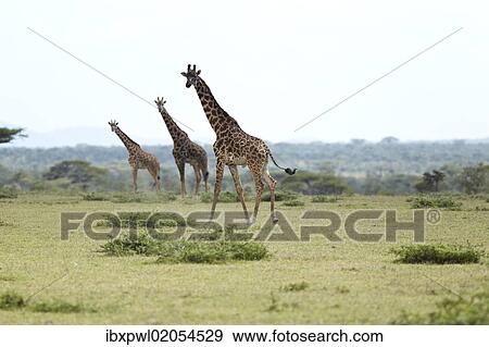 Stock Photo - "Giraffes (Giraffa camelopardalis), Serengeti, Tanzania, Africa". Fotosearch