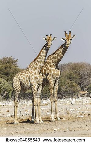 "Giraffes (Giraffa camelopardalis), Etosha National Park, Namibia, Africa" View Large Photo Image Stock Photo - "Giraffes (Giraffa camelopardalis), Etosha National Park, Namibia, Africa". Fotosearch