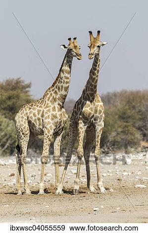 "Giraffes (Giraffa camelopardalis), Etosha National Park, Namibia, Africa" View Large Photo Image Stock Photo - "Giraffes (Giraffa camelopardalis), Etosha National Park, Namibia, Africa". Fotosearch