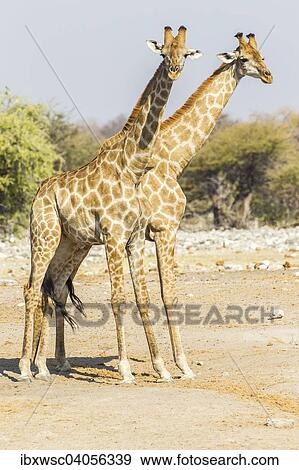 Stock Photo - "Giraffes (Giraffa camelopardalis), Etosha National Park, Namibia, Africa". Fotosearch