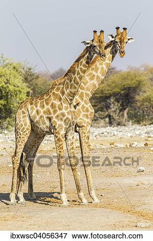 "Giraffes (Giraffa camelopardalis), Etosha National Park, Namibia, Africa" View Large Photo Image Stock Photo - "Giraffes (Giraffa camelopardalis), Etosha National Park, Namibia, Africa". Fotosearch