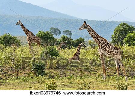 "Giraffes (Giraffa camelopardalis), Arusha Region, Tanzania, Africa" View Large Photo Image Stock Photograph - "Giraffes (Giraffa camelopardalis), Arusha Region, Tanzania, Africa". Fotosearch