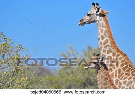 "Giraffes (Giraffa camelopardalis), adult and young, Etosha National Park, Namibia, Africa" View Large Photo Image Stock Photograph - "Giraffes (Giraffa camelopardalis), adult and young, Etosha National Park, Namibia, Africa". Fotosearch